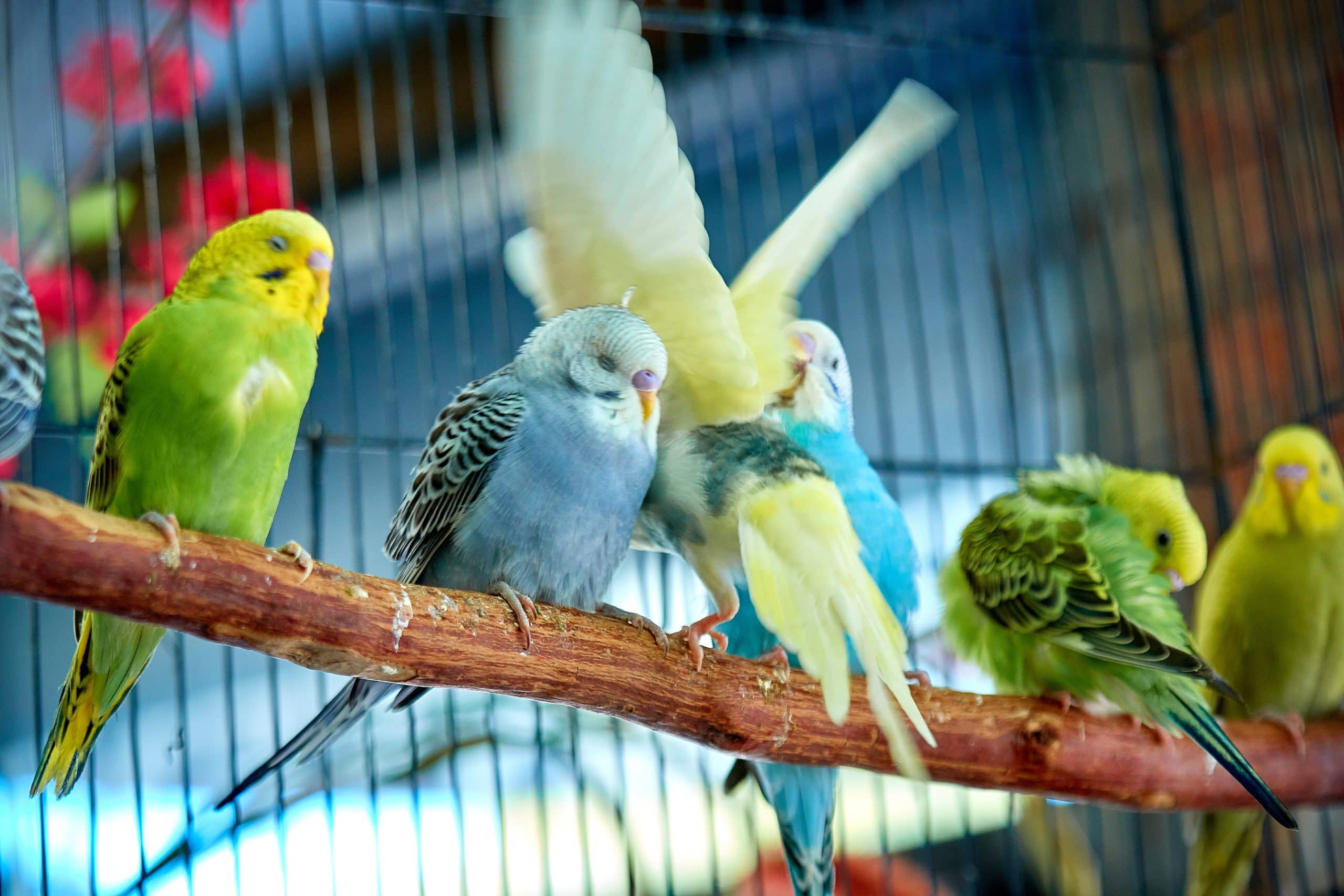 Assurance pour animaux exotiques : comment protéger vos amis à plumes, à écailles ou à fourrure