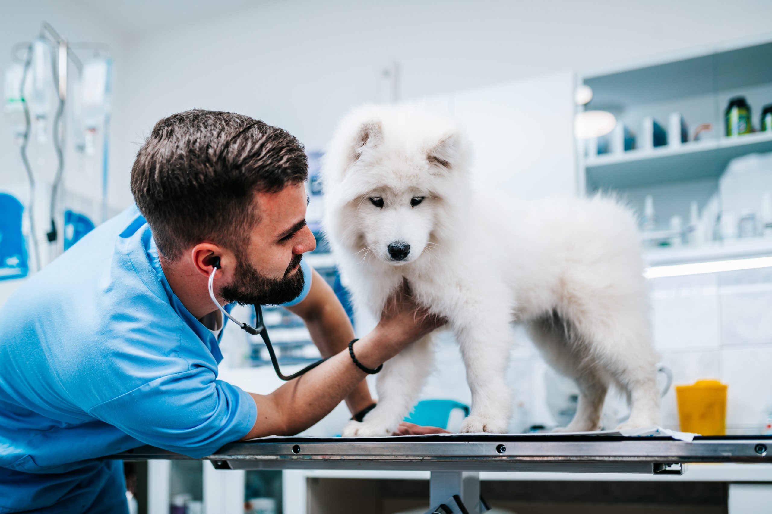 Assurance animale et maladies héréditaires : ce qu’il faut savoir