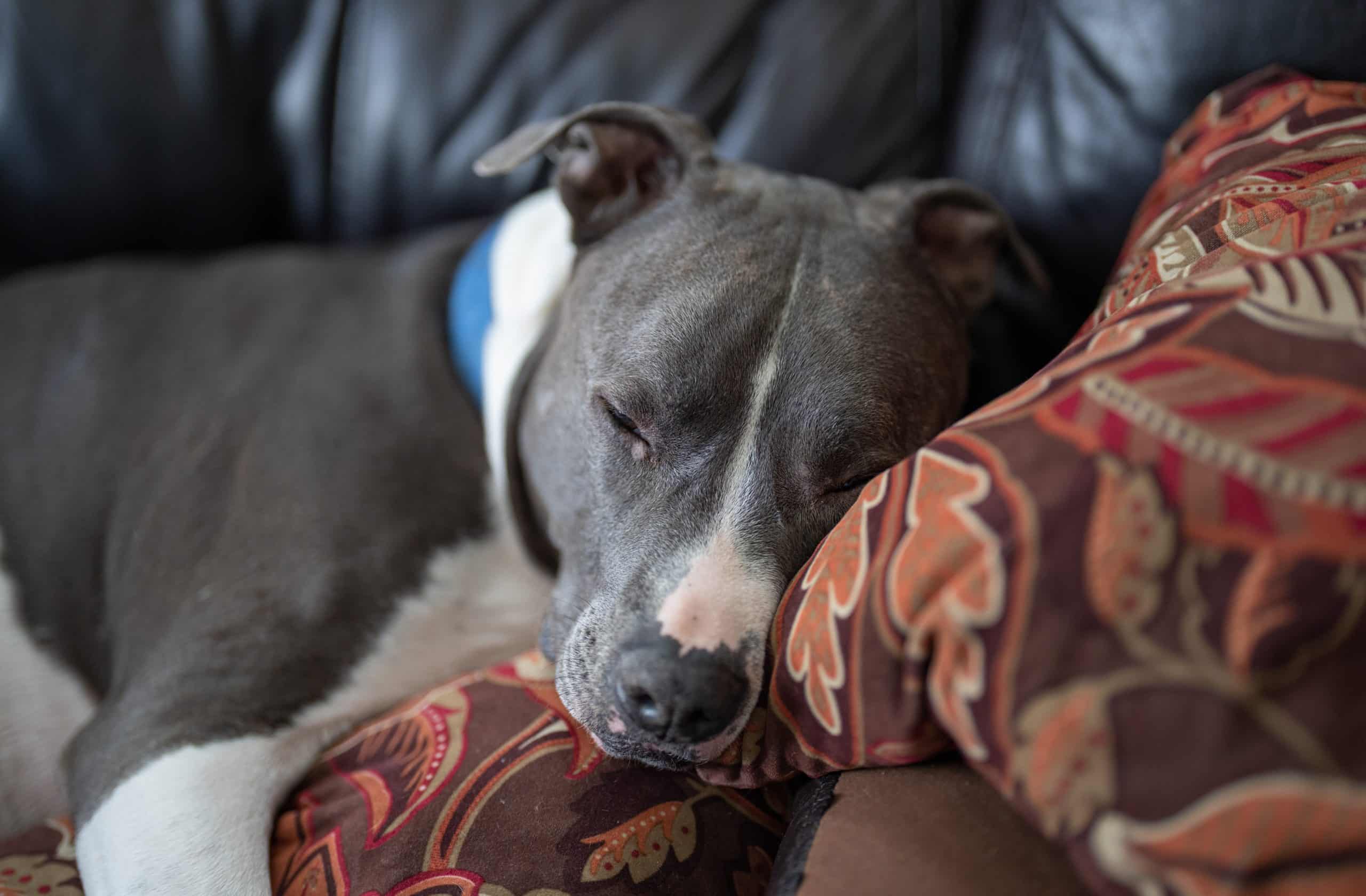 L’assurance pour animaux de compagnie âgés : pas trop tard pour s’engager ?